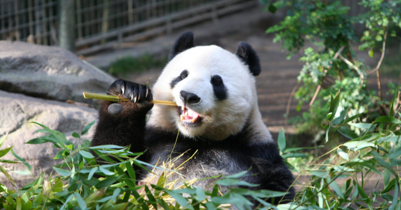 Visita Zoológicos con Google Street View